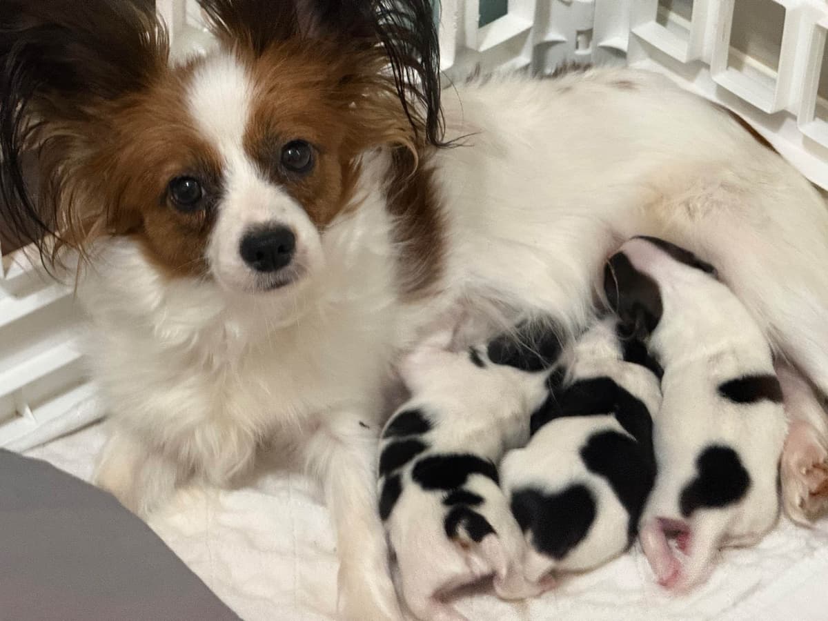 Papillon Puppies breeder image 9