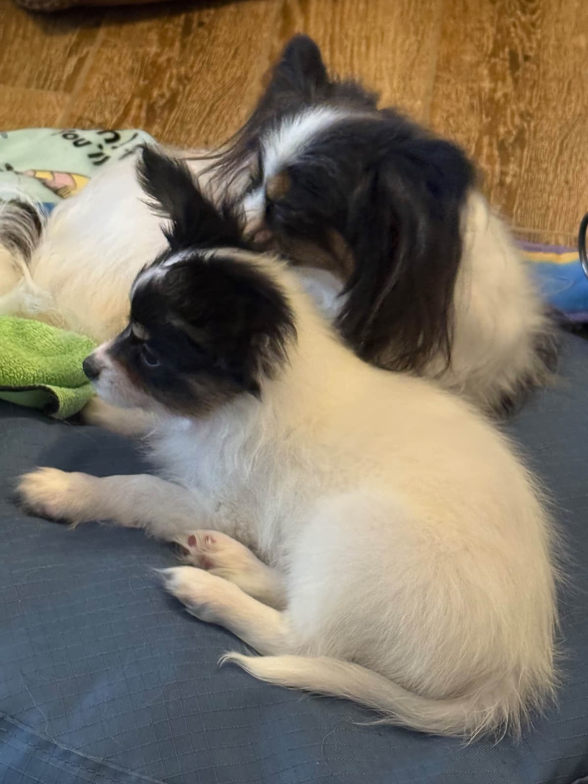 Papillon Puppies breeder image 10