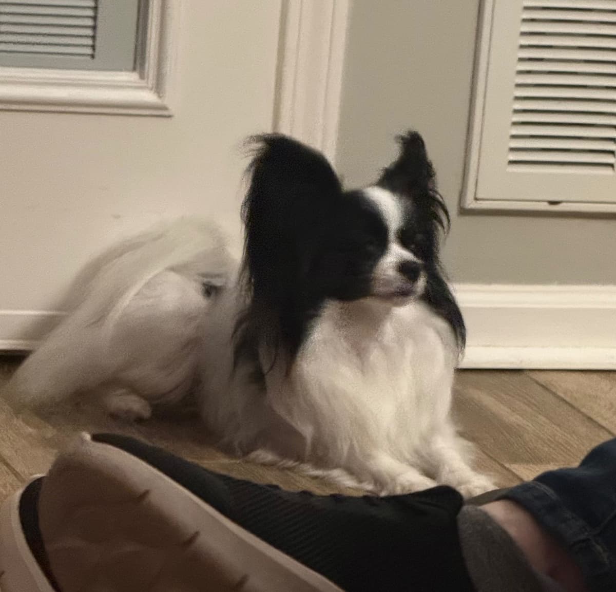 Papillon Puppies breeder image 11