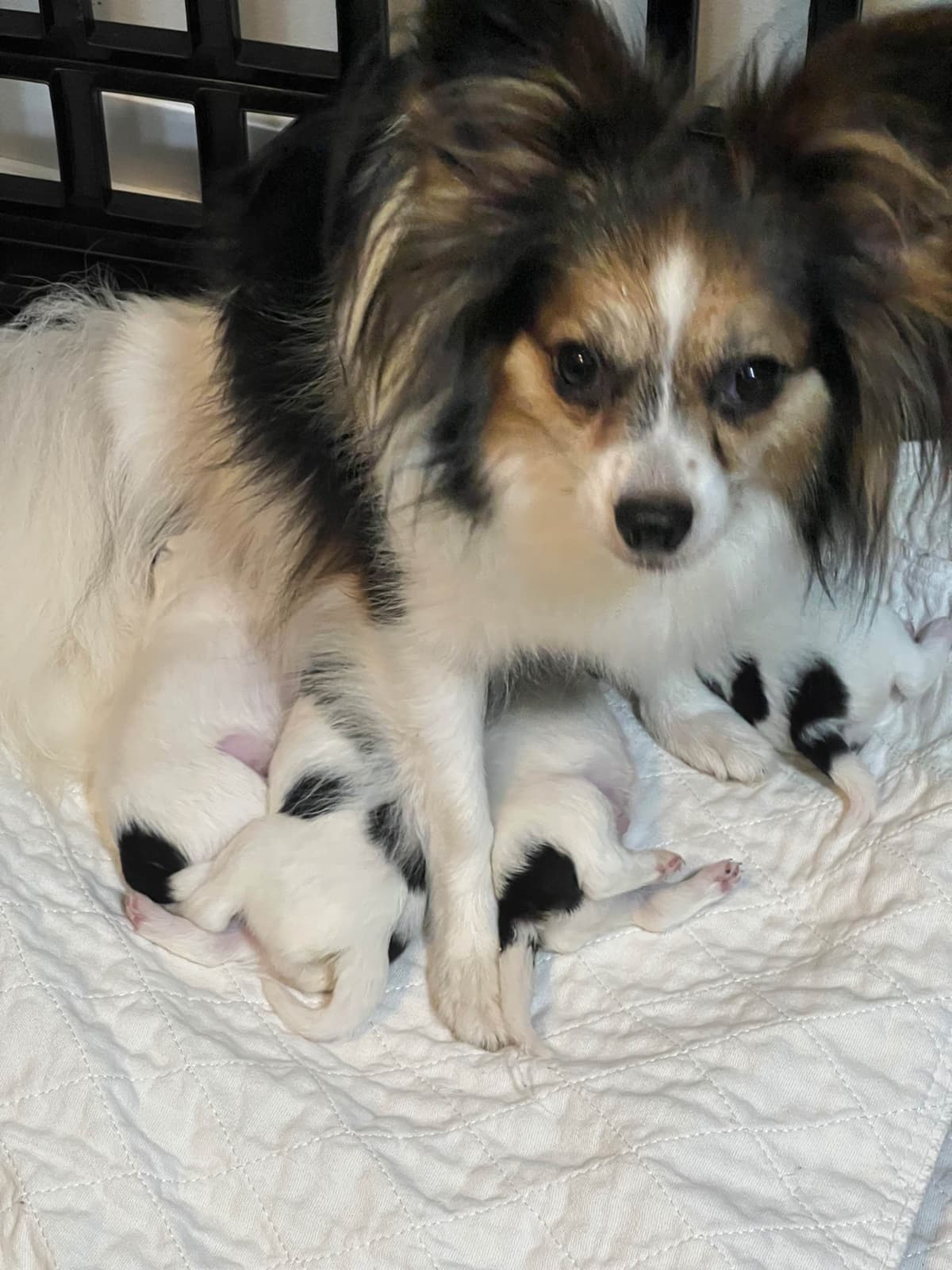 Papillon Puppies breeder image 13