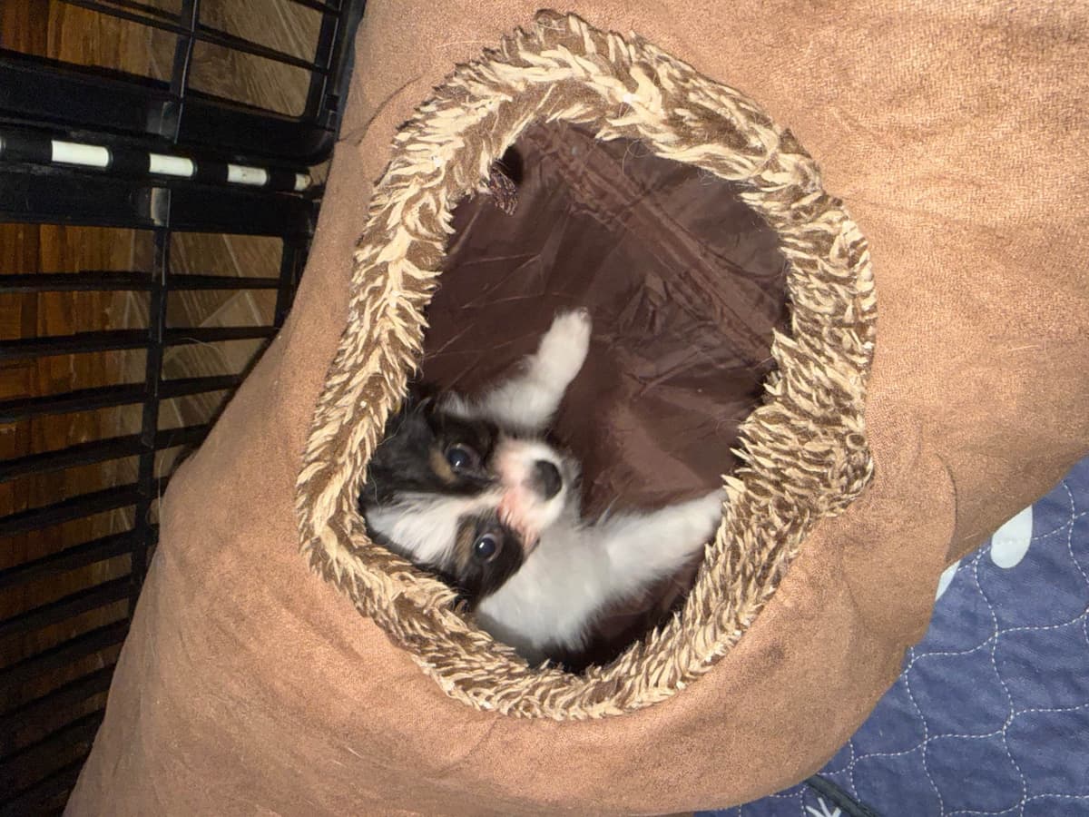Papillon Puppies breeder image 12