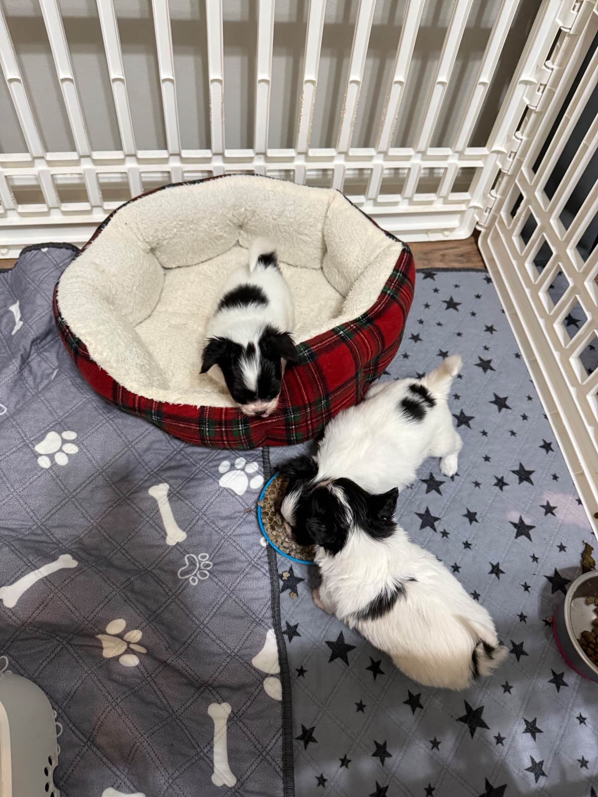 Papillon Puppies breeder image 15