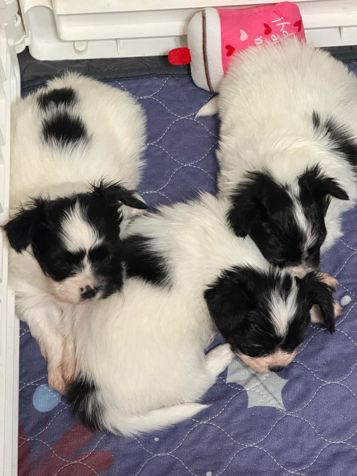 Papillon Puppies breeder image 16