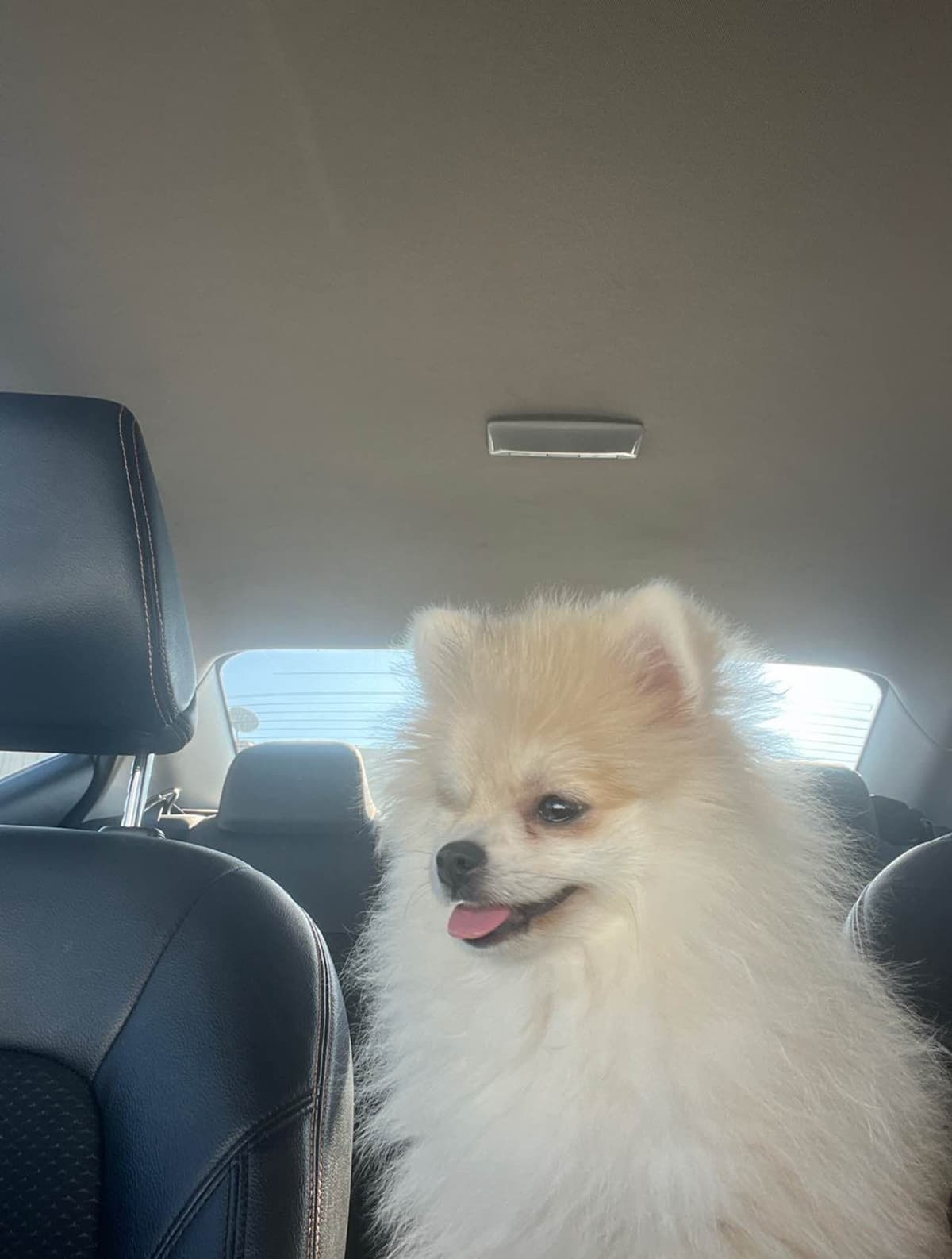 Pomeranian Puppies breeder image 1