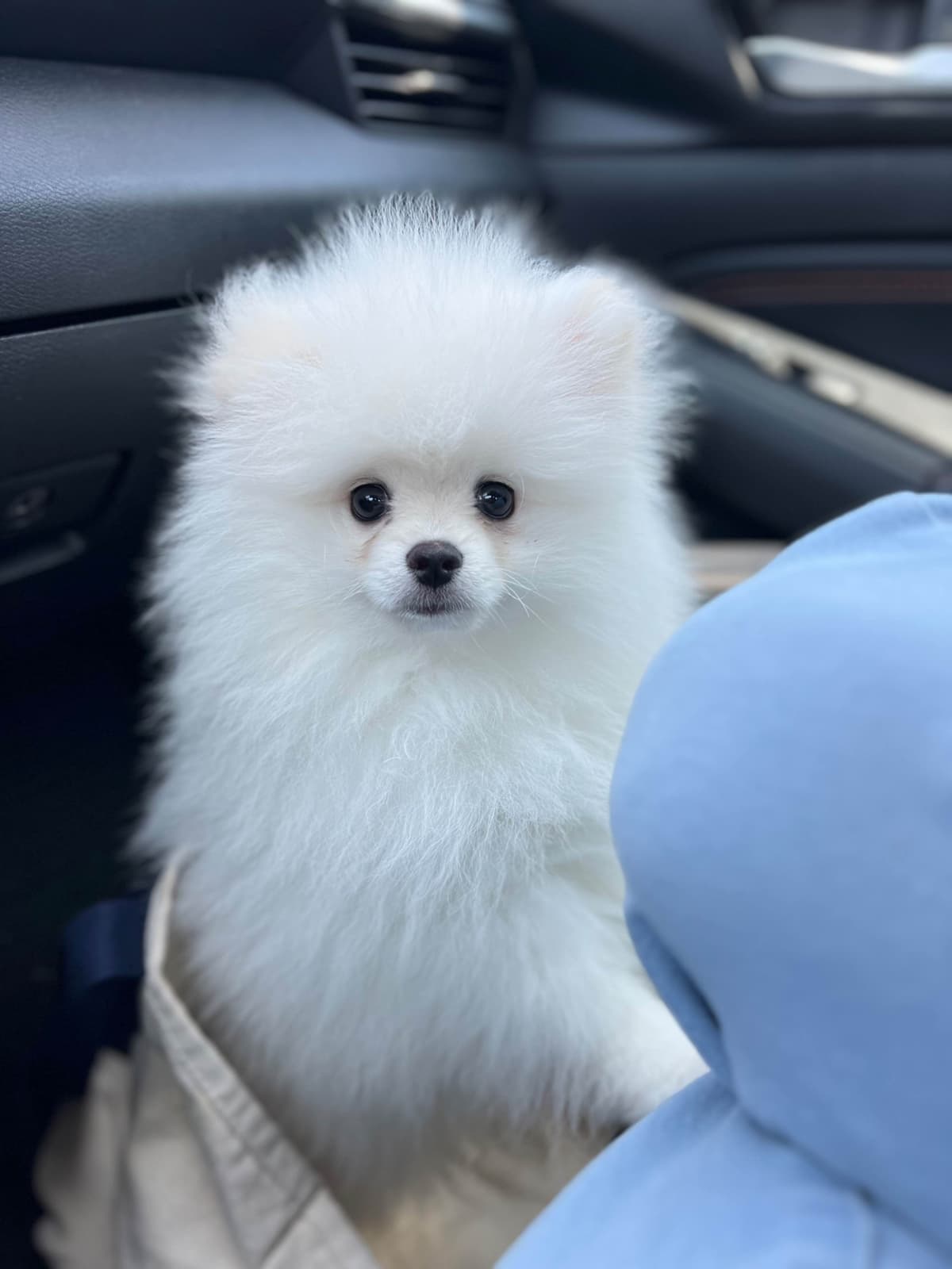 Pomeranian Puppies breeder image 3