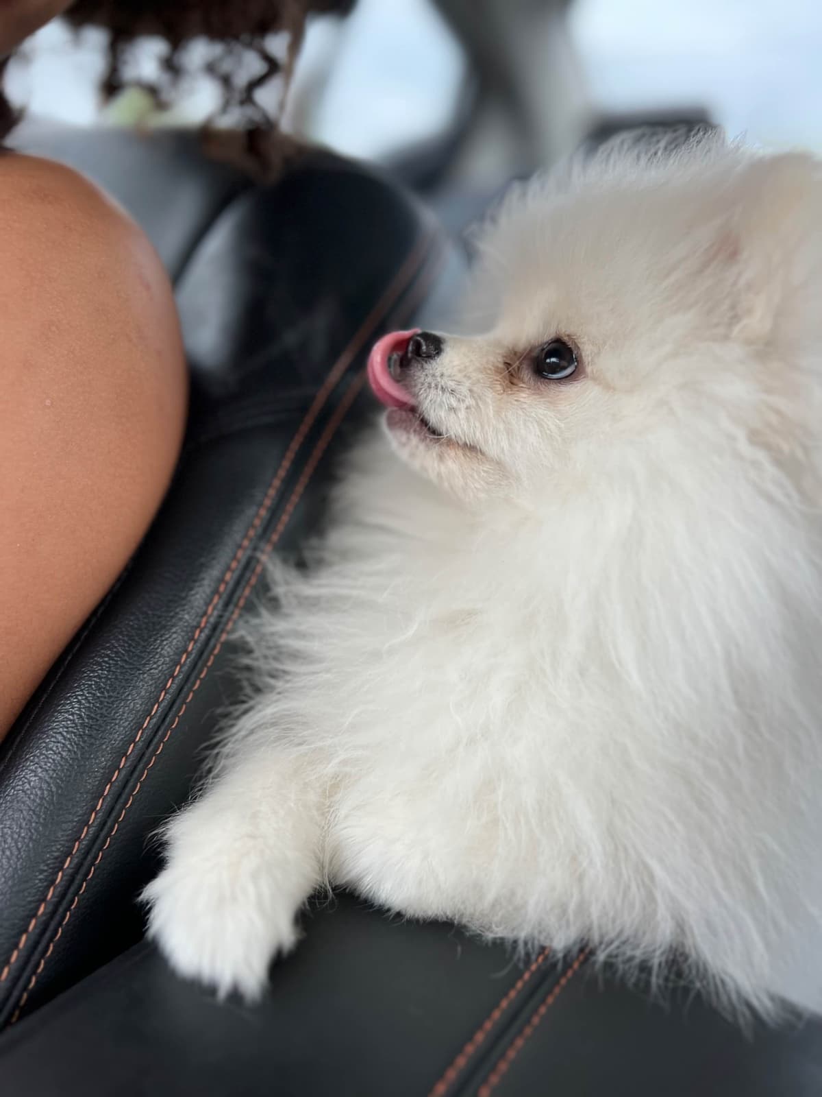 Pomeranian Puppies breeder image 6