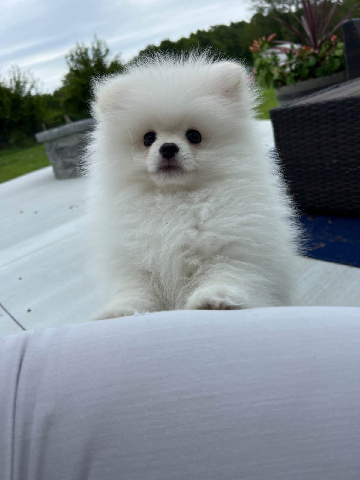 Pomeranian Puppies breeder image 5