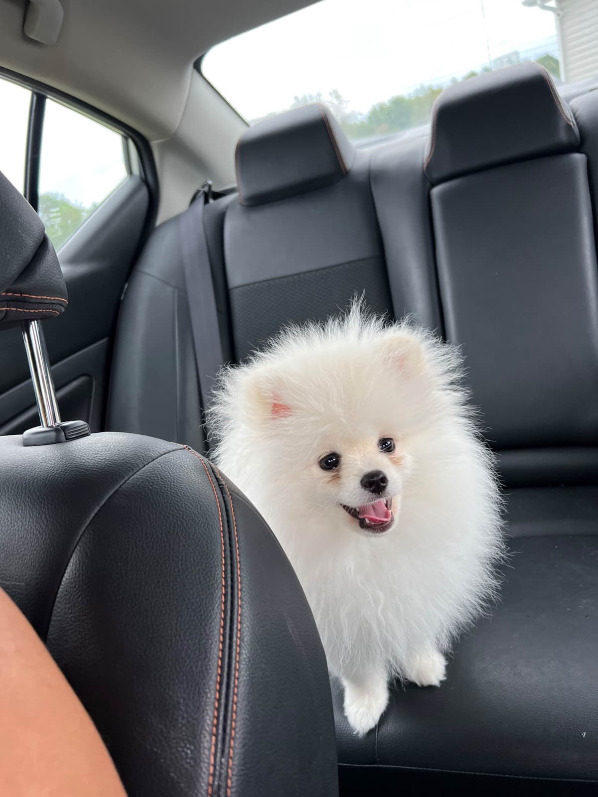 Pomeranian Puppies breeder image 7