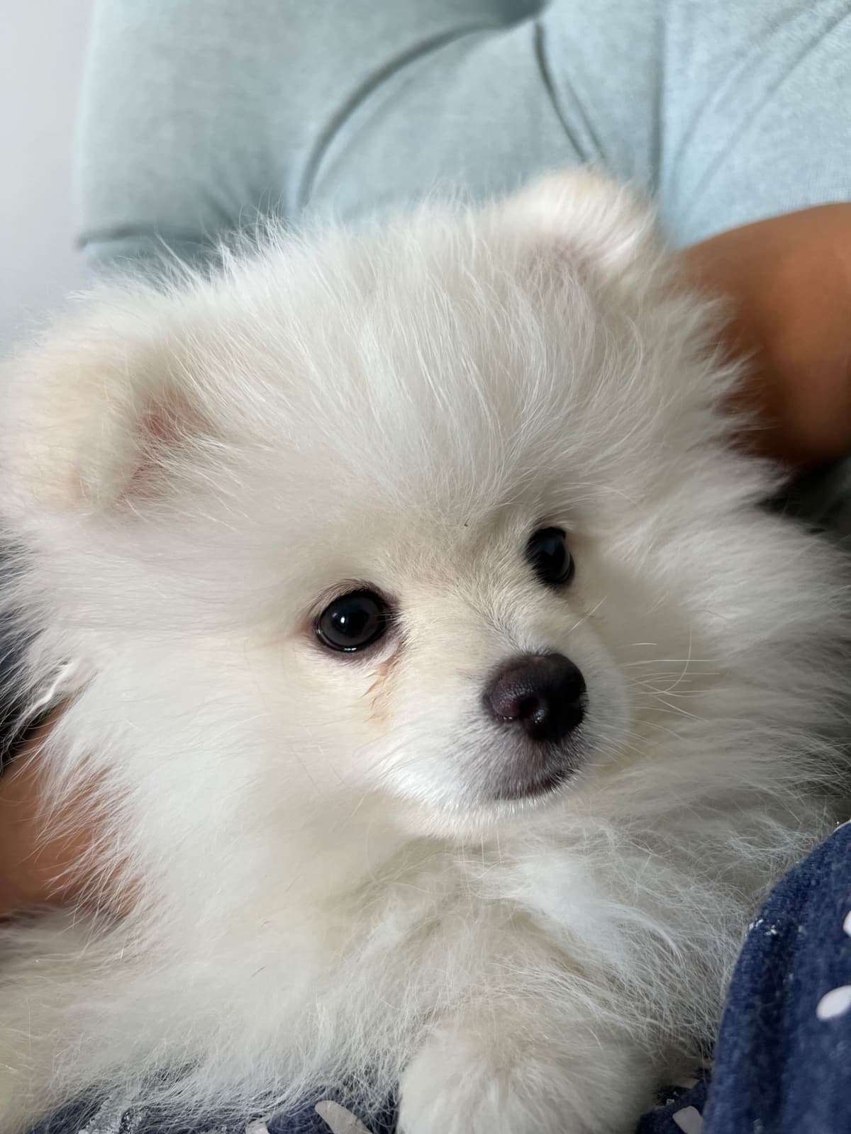 Pomeranian Puppies breeder image 8