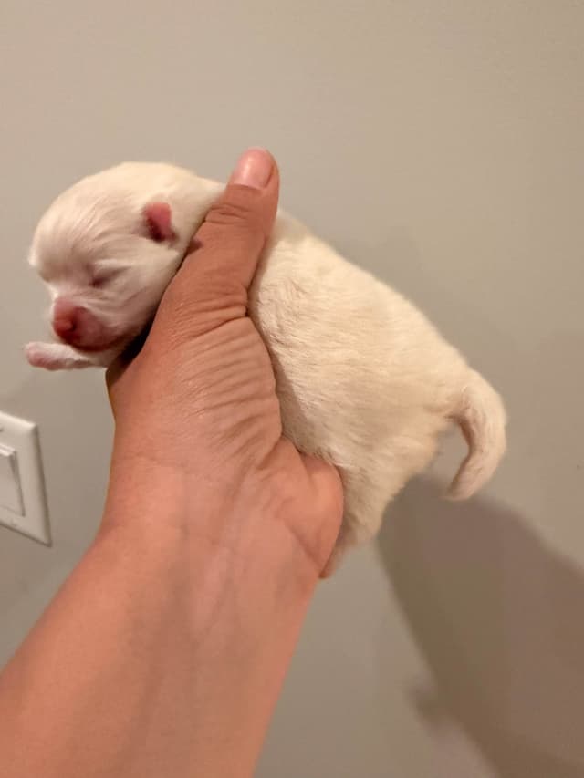 Pomeranian Puppies media 2
