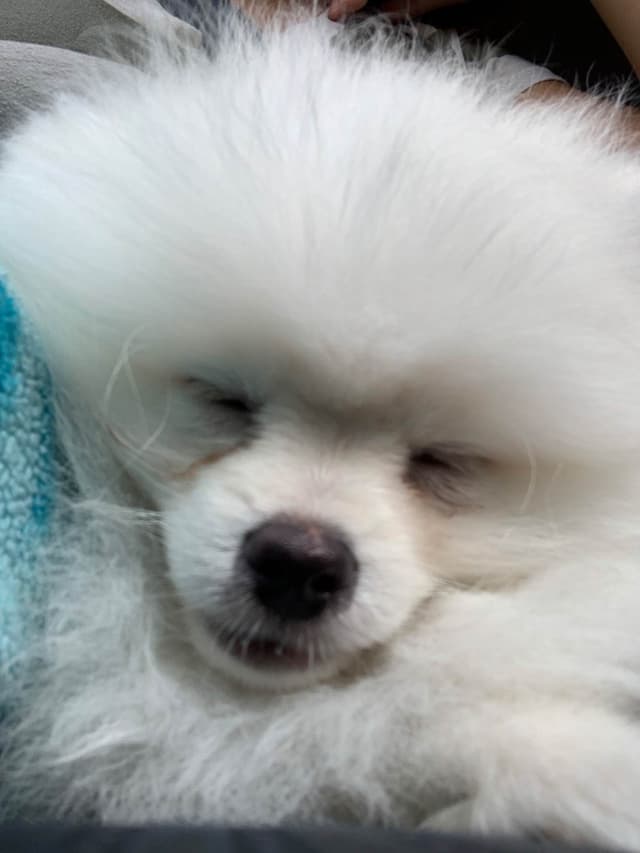 Pomeranian Puppies media 4