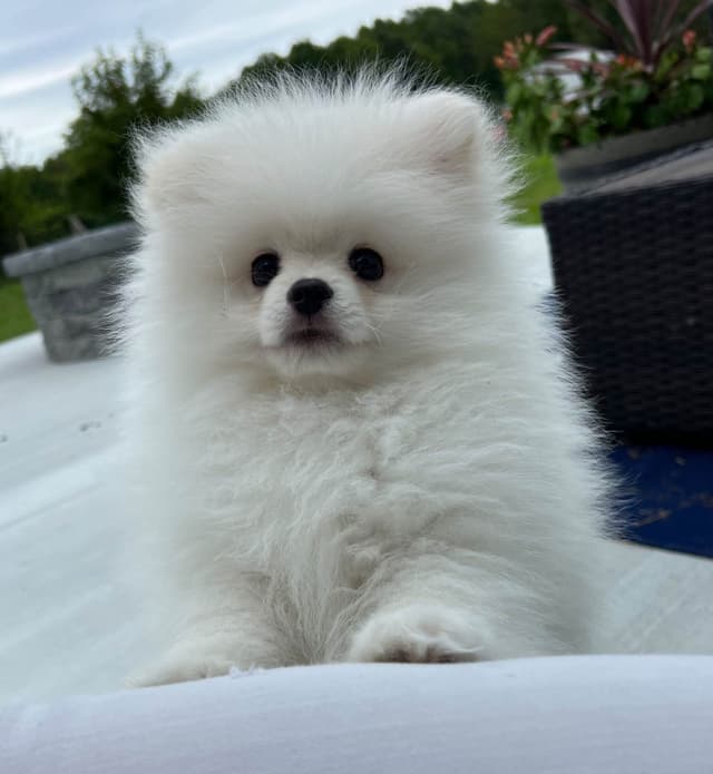 Pomeranian Puppies media 5