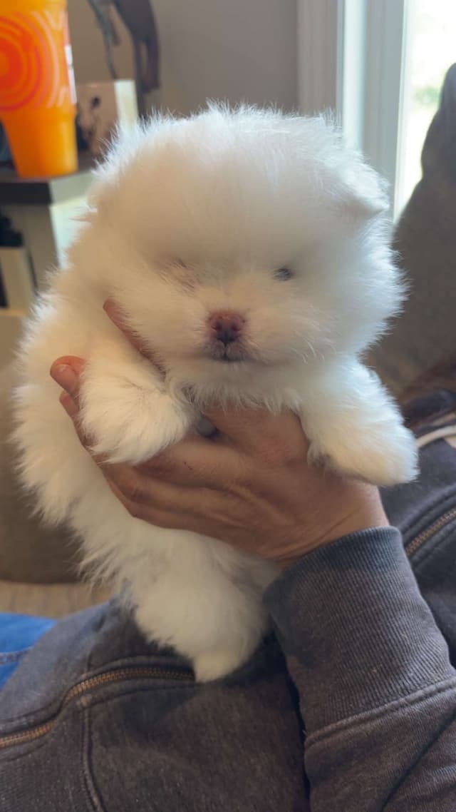 Pomeranian Puppies media 7