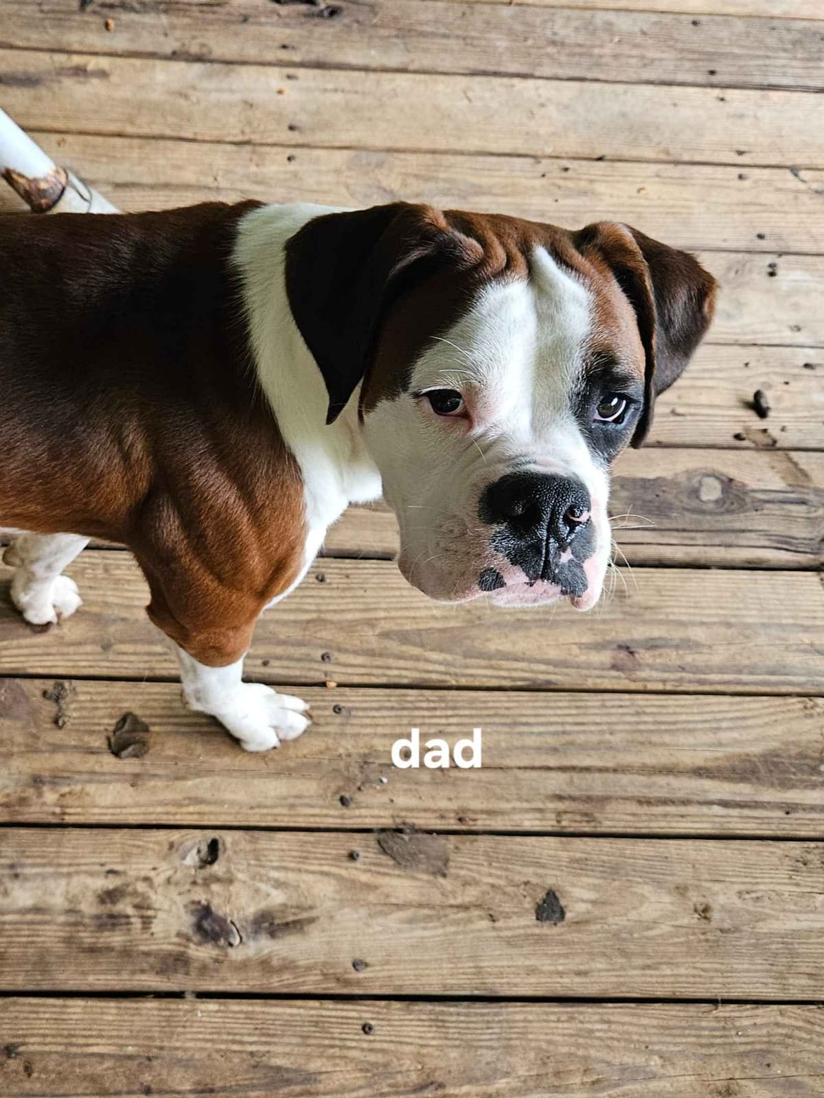 Boxer Puppies breeder image 1