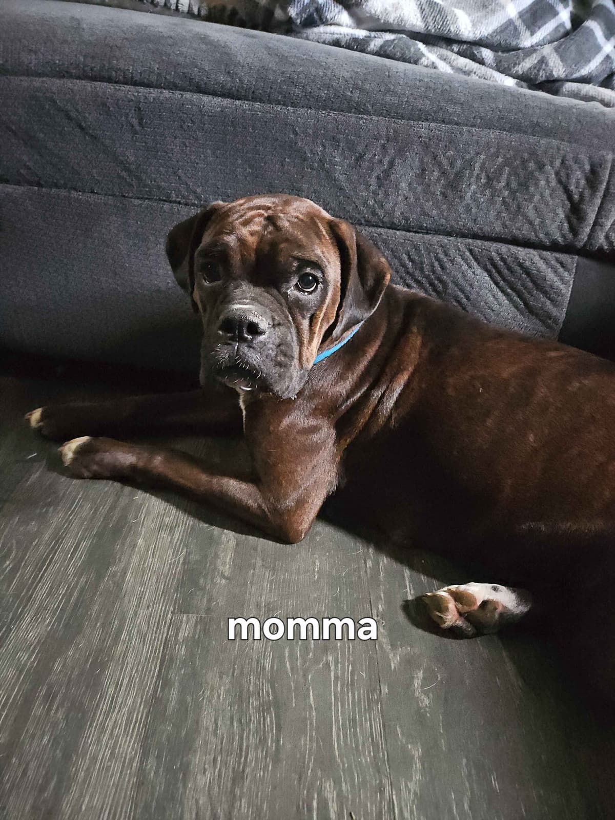 Boxer Puppies breeder image 2