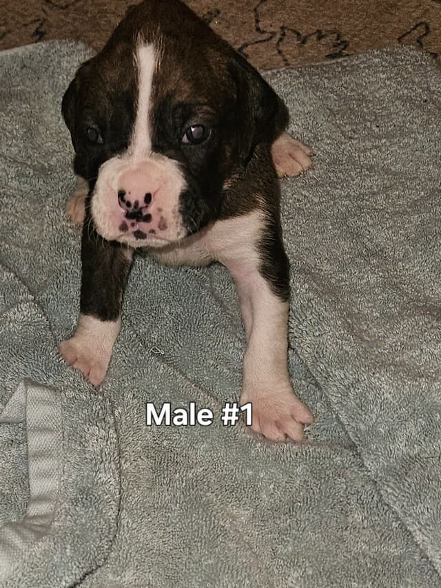 Boxer Puppies media 2
