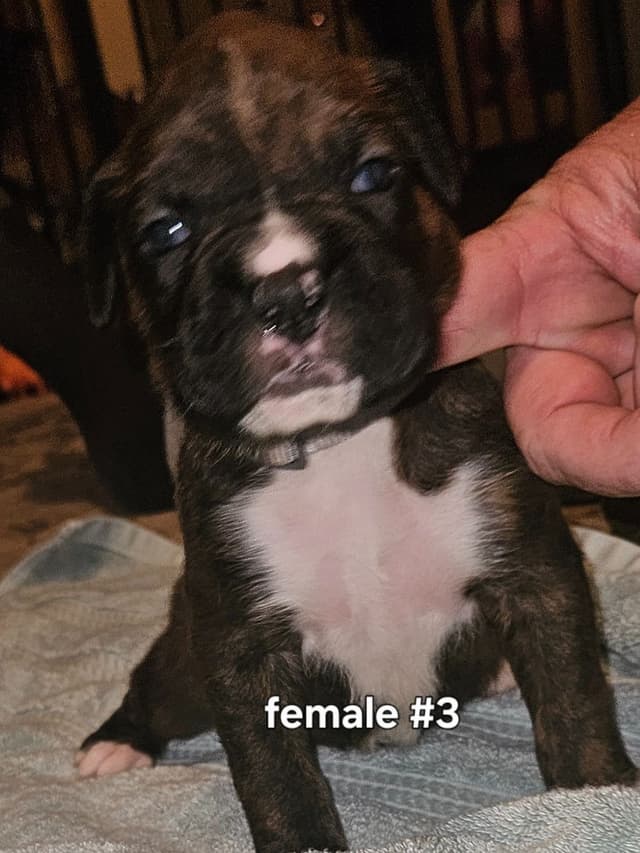 Boxer Puppies media 4