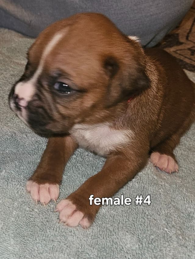 Boxer Puppies media 5