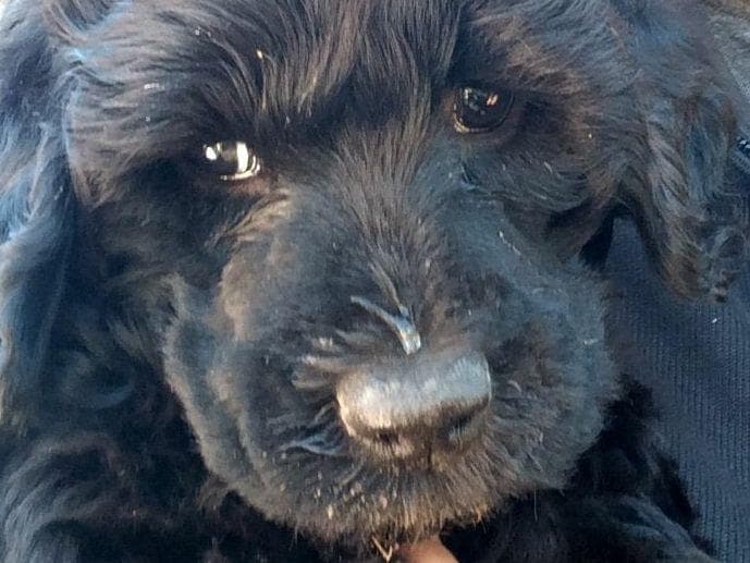 Portuguese Water Dog Puppies breeder image 2