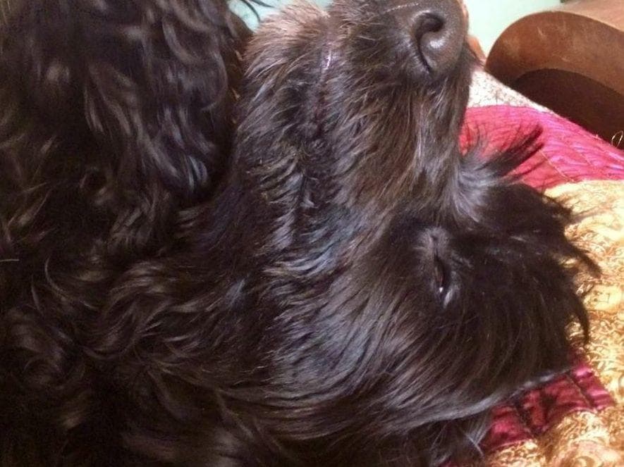 Portuguese Water Dog Puppies breeder image 5
