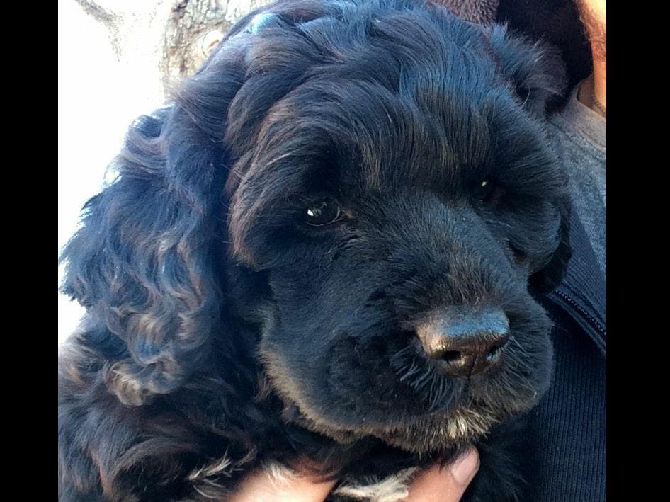 Portuguese Water Dog Puppies breeder image 6