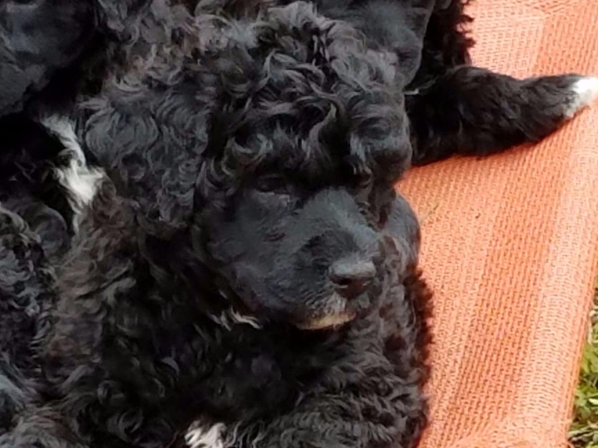 Portuguese Water Dog Puppies breeder image 8