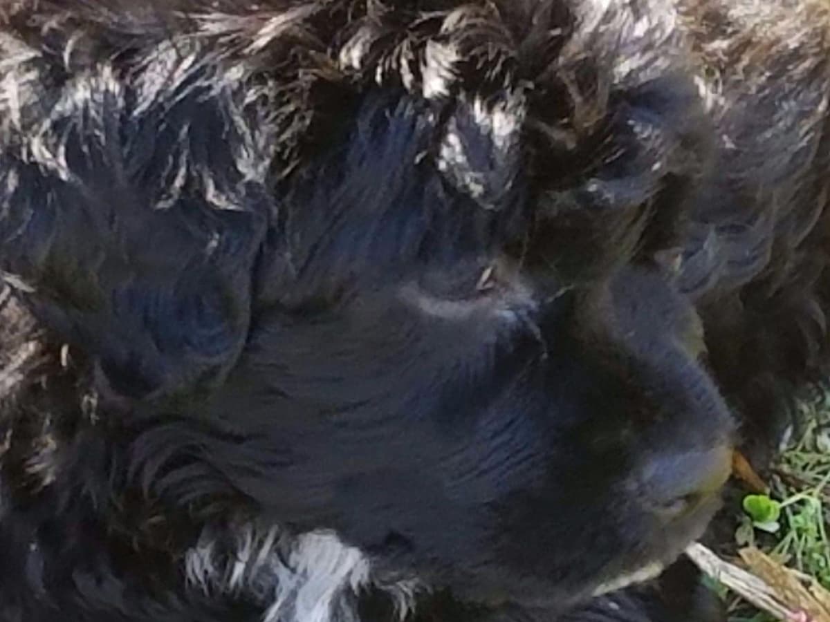 Portuguese Water Dog Puppies breeder image 9