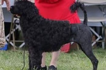 Portuguese Water Dog Puppies breeder image 4
