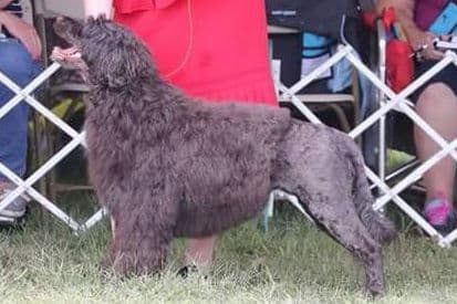 Portuguese Water Dog Puppies breeder image 3