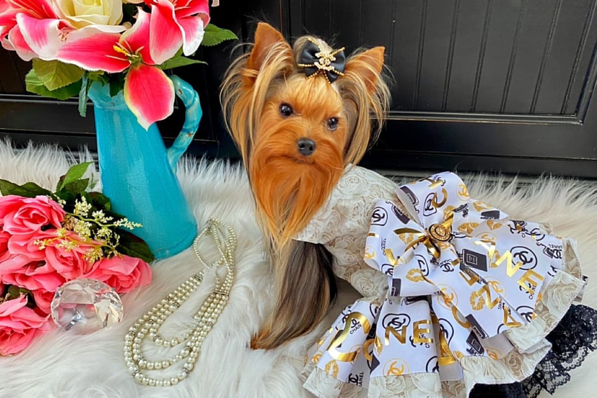 ✨Coming Soon ✨ breeder image 5