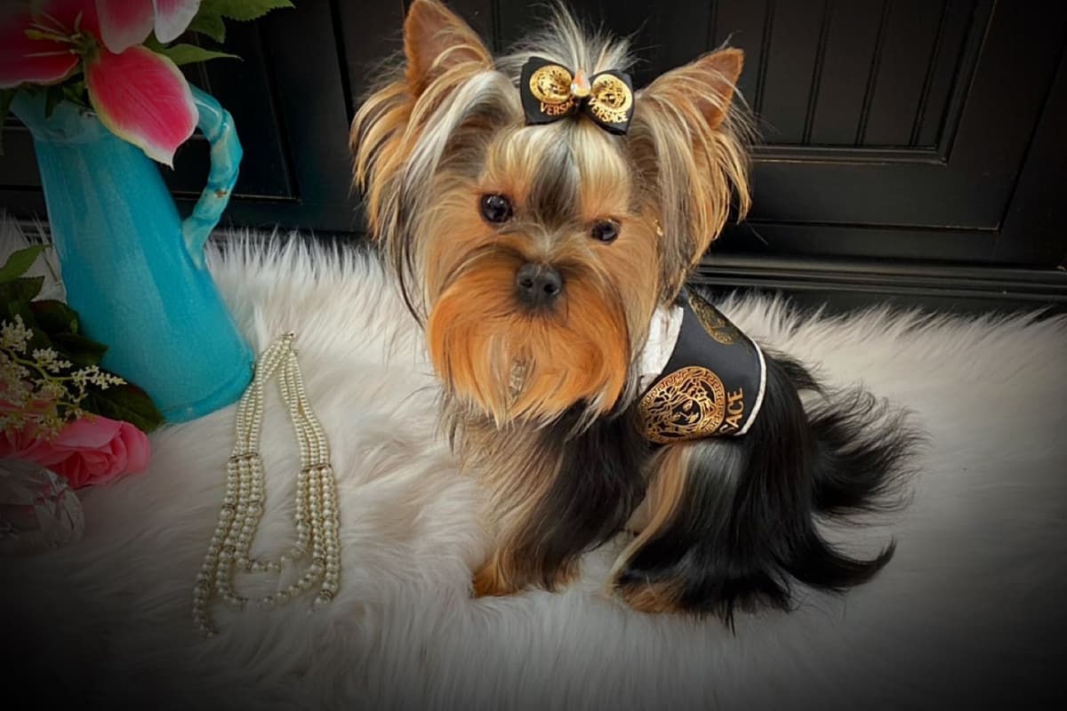 ✨Coming Soon ✨ breeder image 6