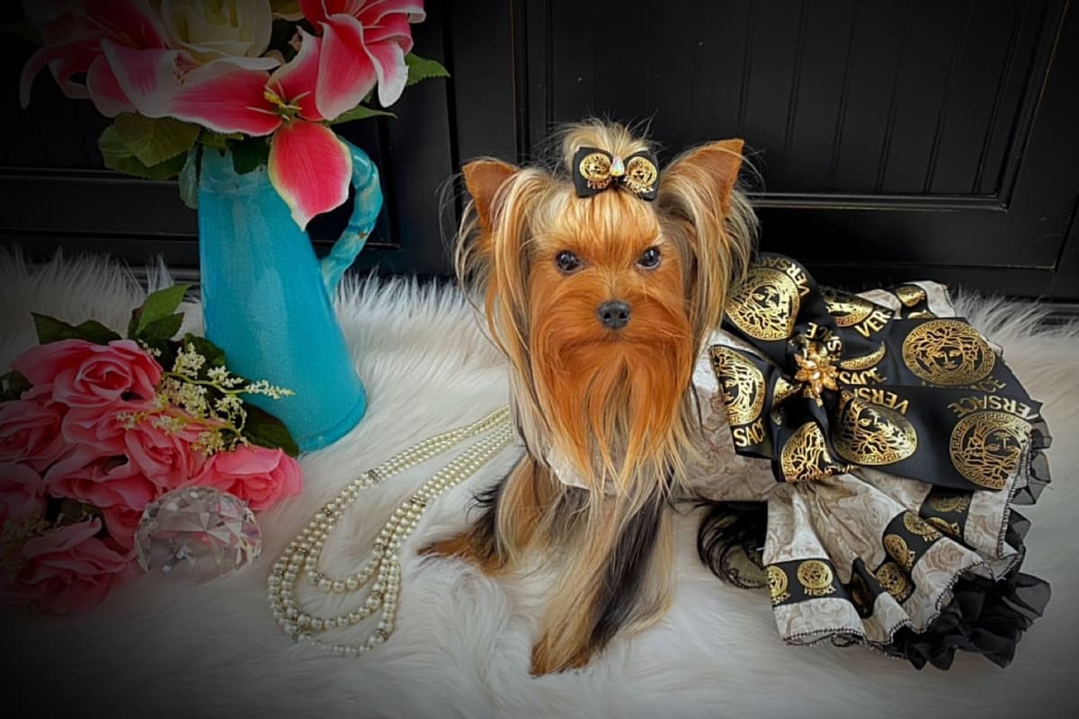✨Coming Soon ✨ breeder image 7