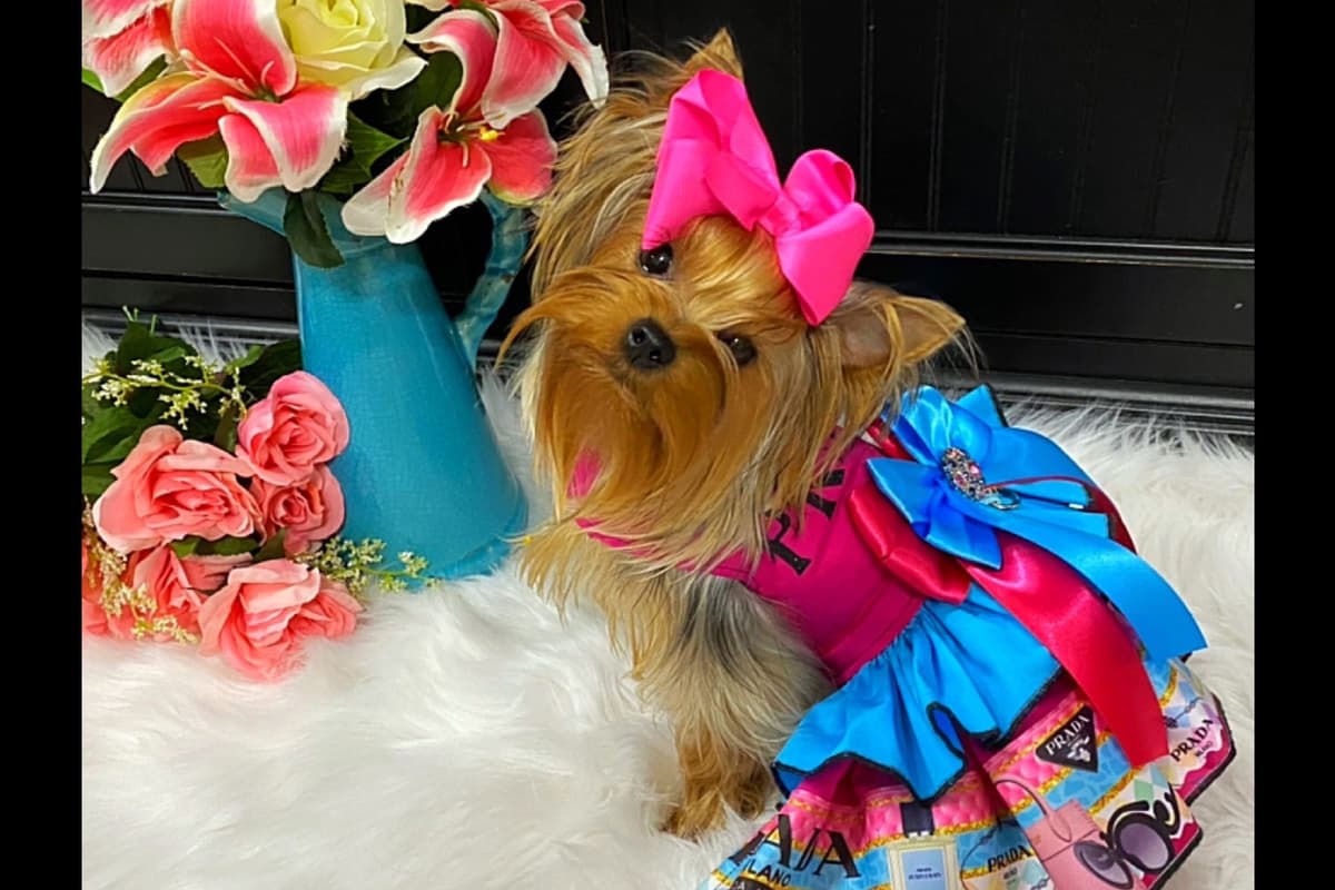 ✨Coming Soon ✨ breeder image 9