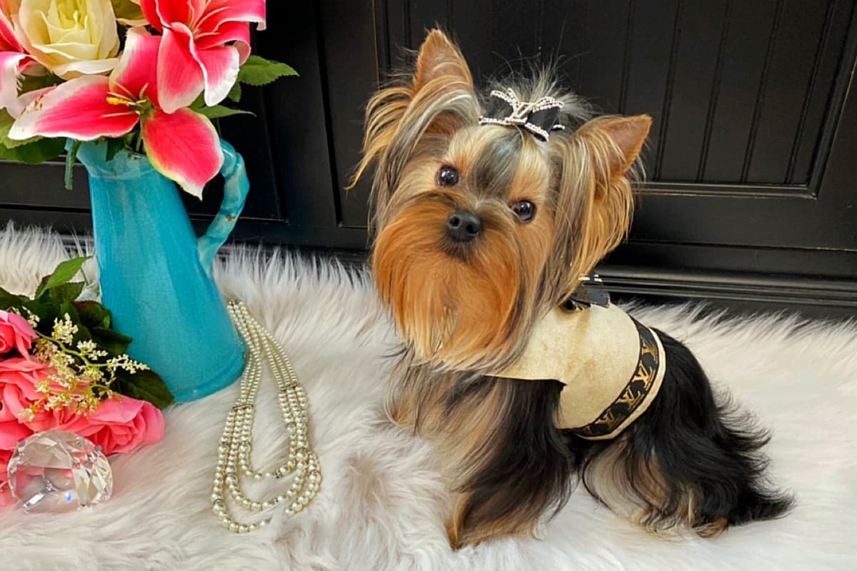 ✨Coming Soon ✨ breeder image 10