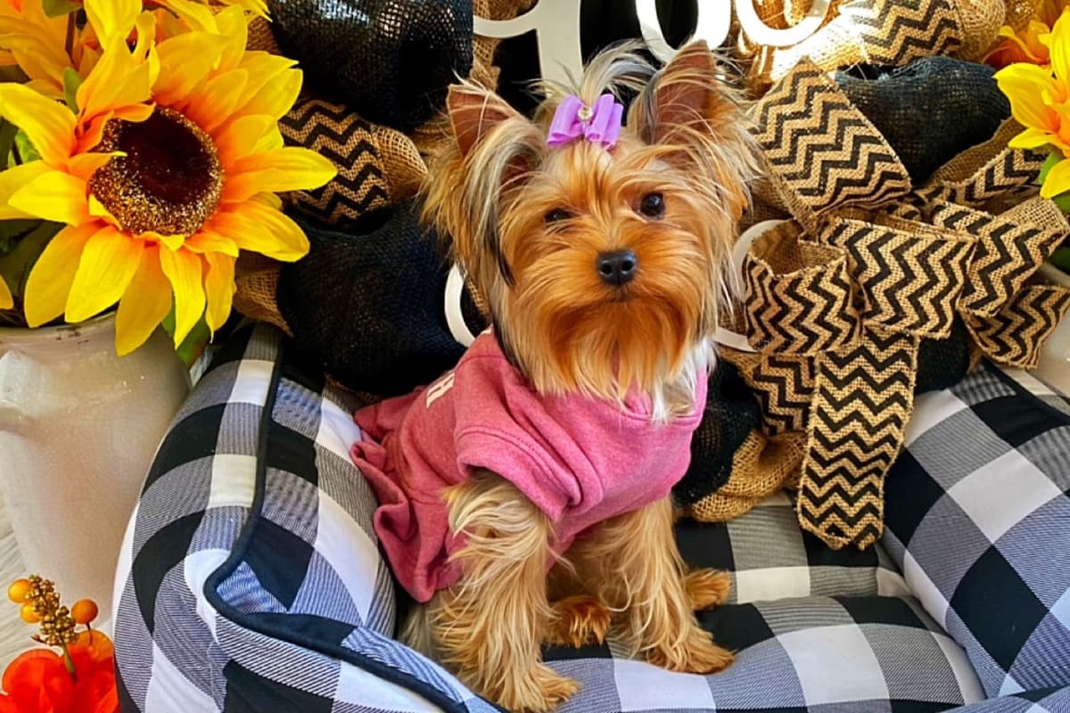 ✨Coming Soon ✨ breeder image 13