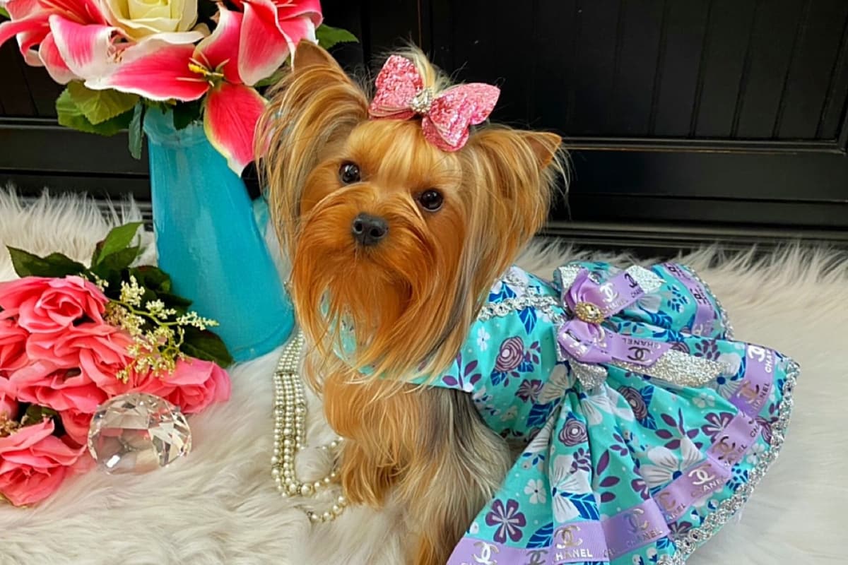 ✨Coming Soon ✨ breeder image 15