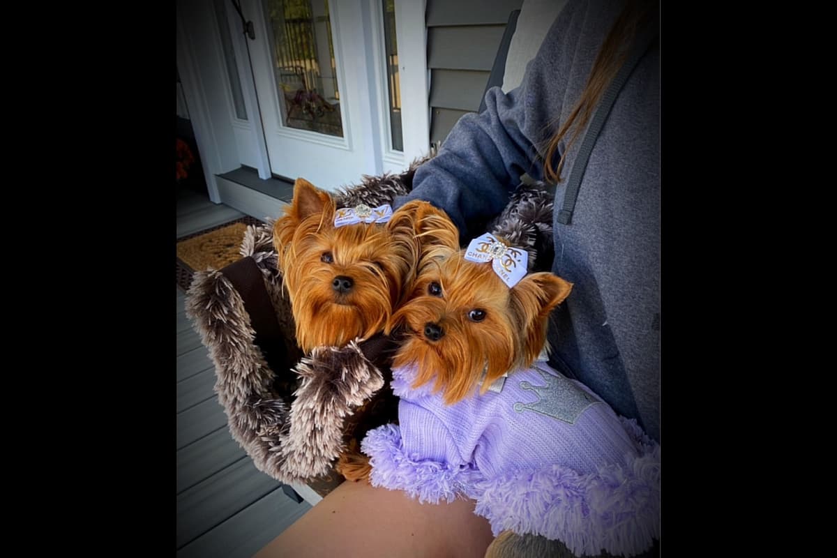 ✨Coming Soon ✨ breeder image 16