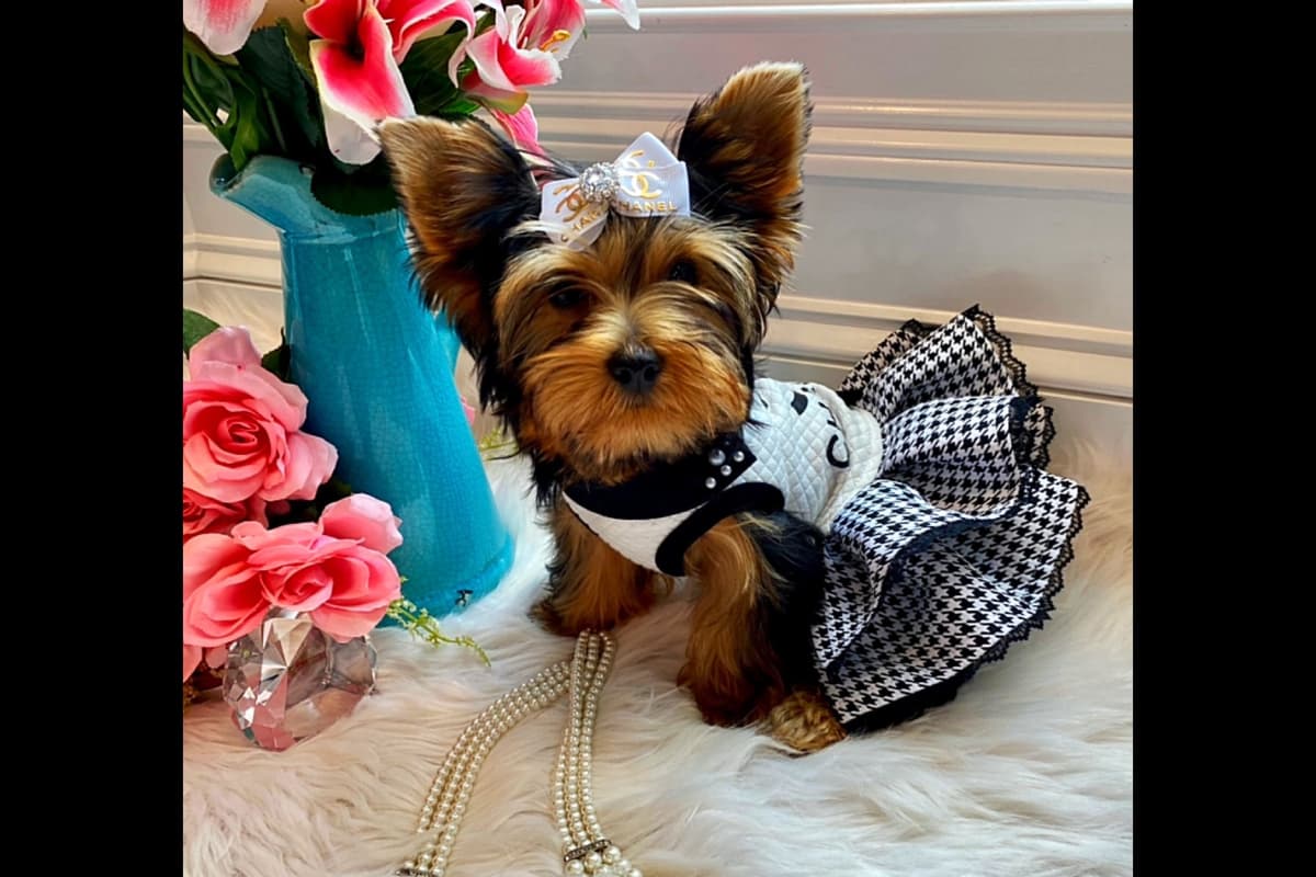 ✨Coming Soon ✨ breeder image 22