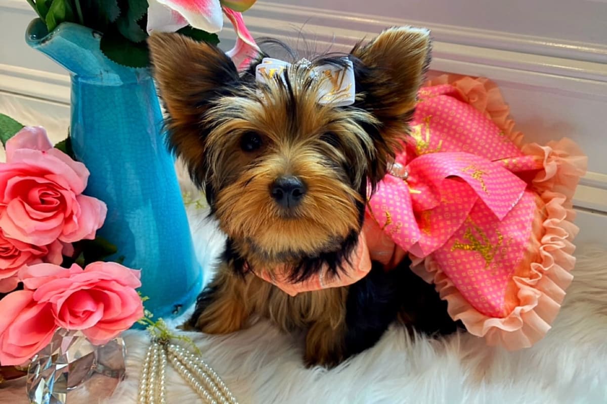 ✨Coming Soon ✨ breeder image 25