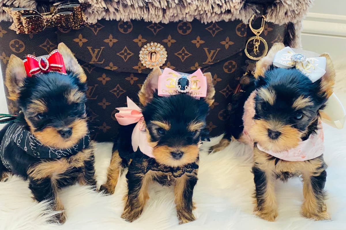 ✨Coming Soon ✨ breeder image 30