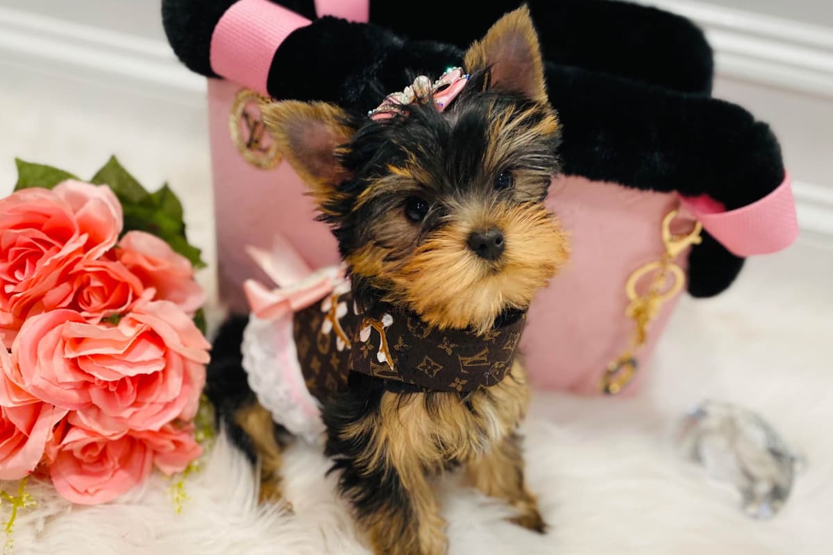 ✨Coming Soon ✨ breeder image 31
