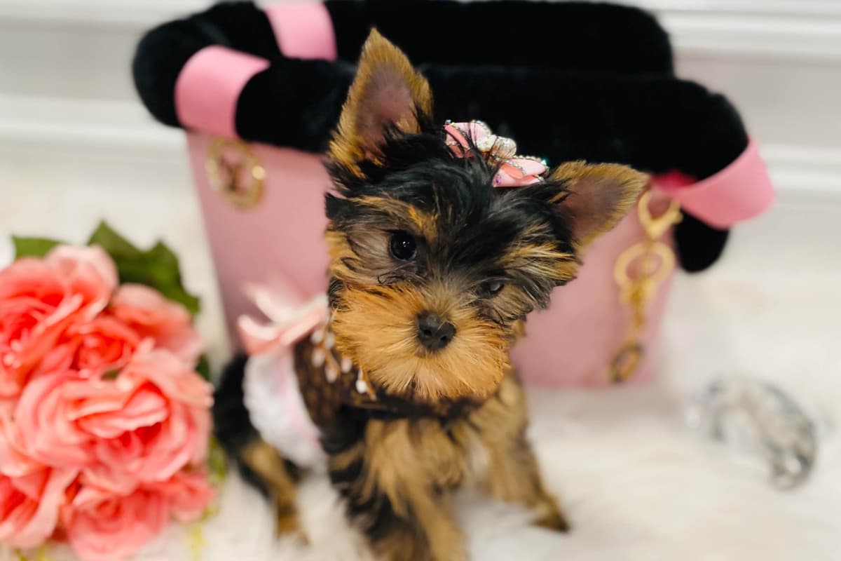 ✨Coming Soon ✨ breeder image 32