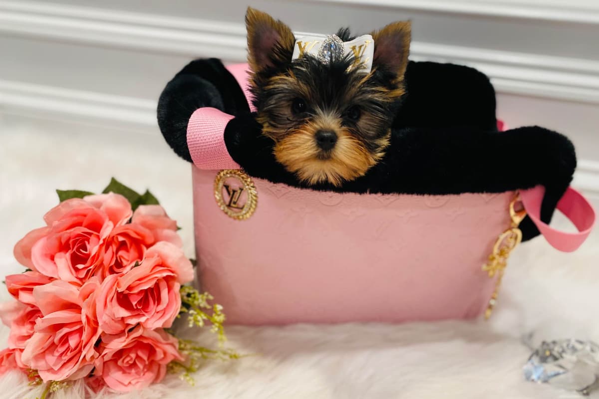 ✨Coming Soon ✨ breeder image 34