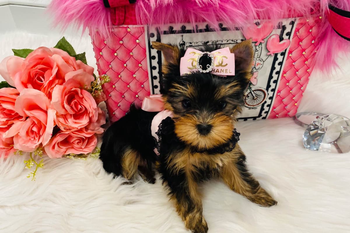 ✨Coming Soon ✨ breeder image 36