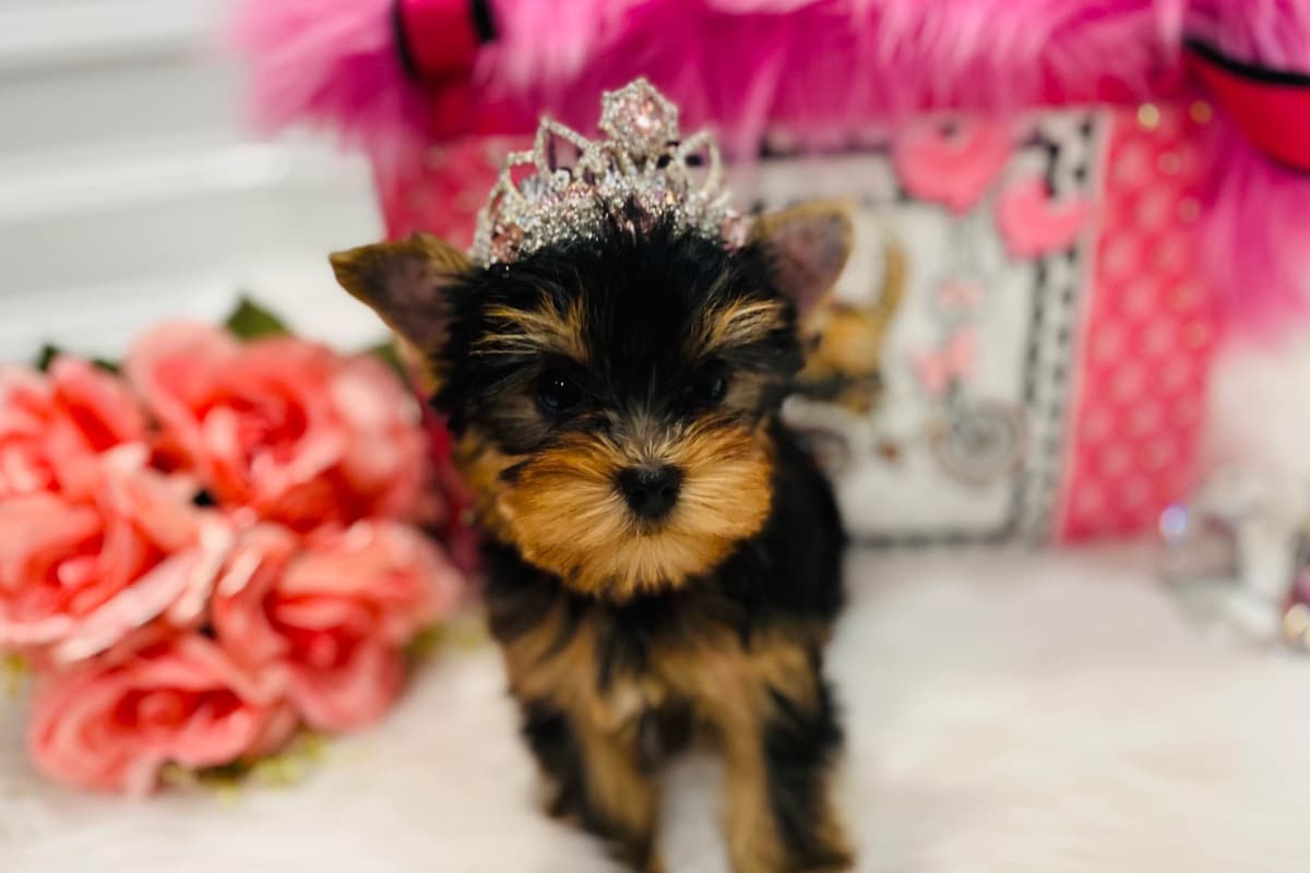✨Coming Soon ✨ breeder image 38