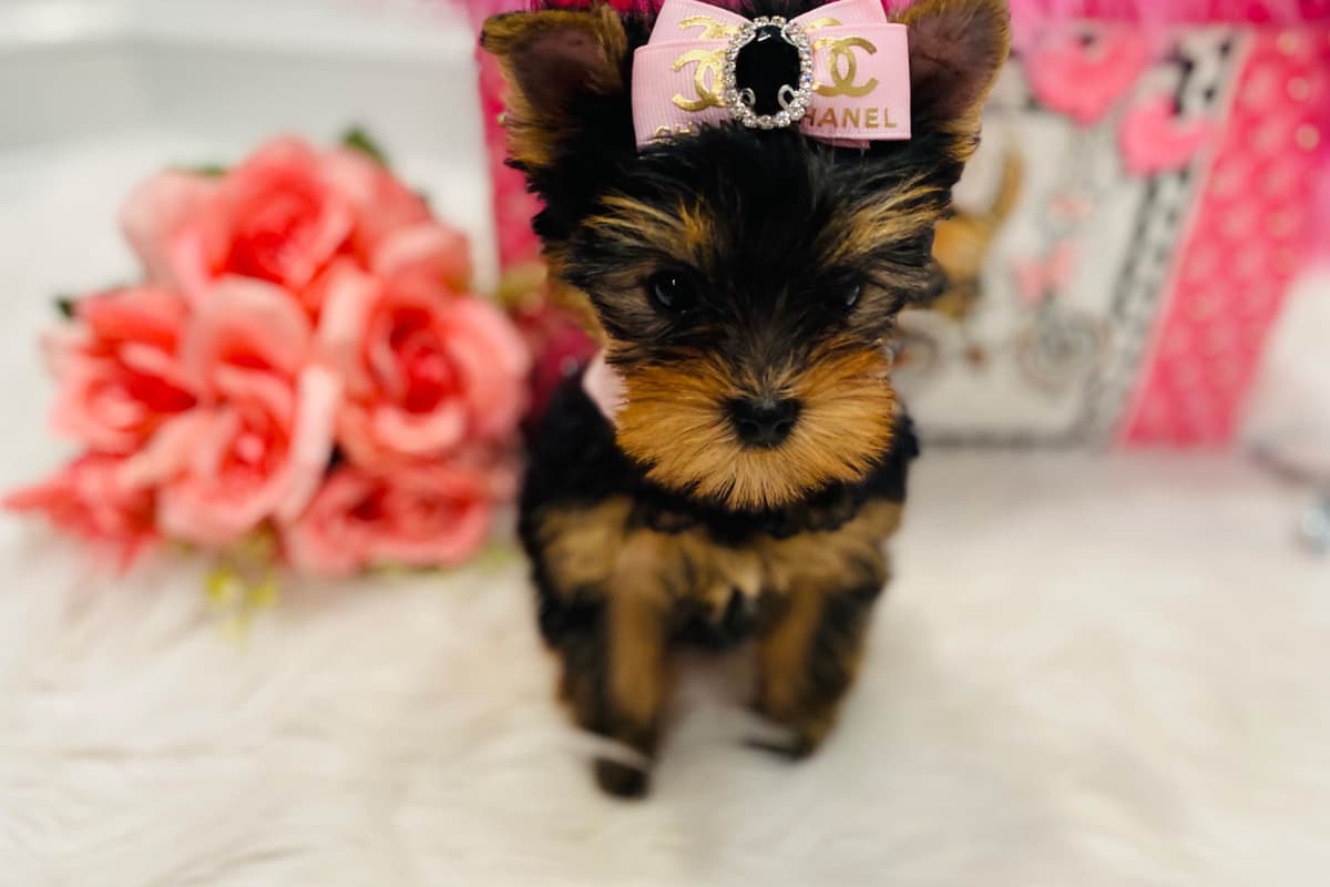 ✨Coming Soon ✨ breeder image 39