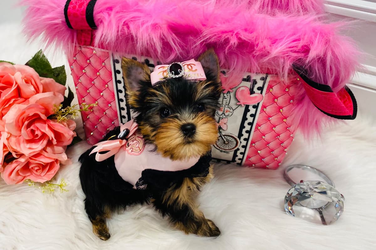 ✨Coming Soon ✨ breeder image 40