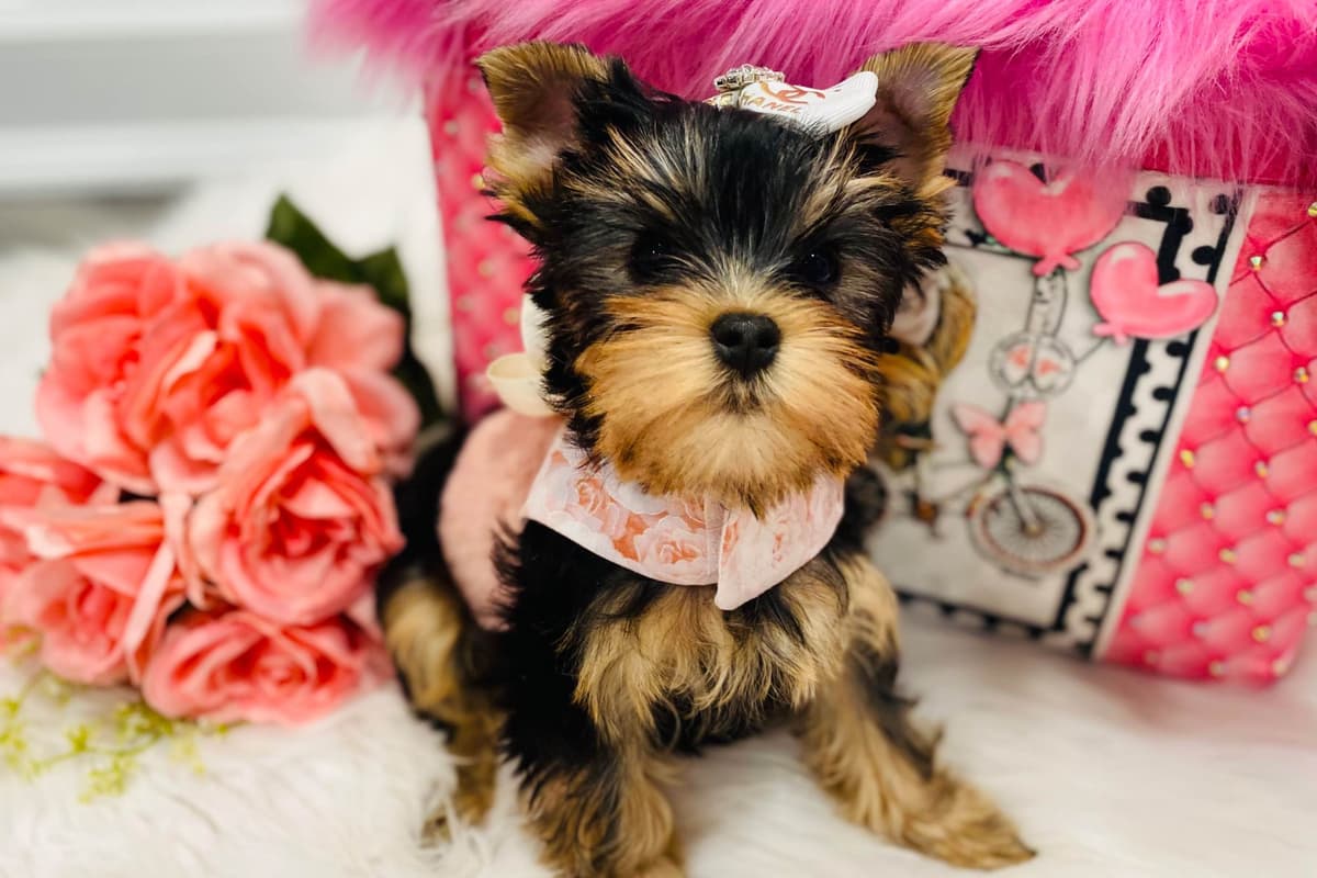 ✨Coming Soon ✨ breeder image 41