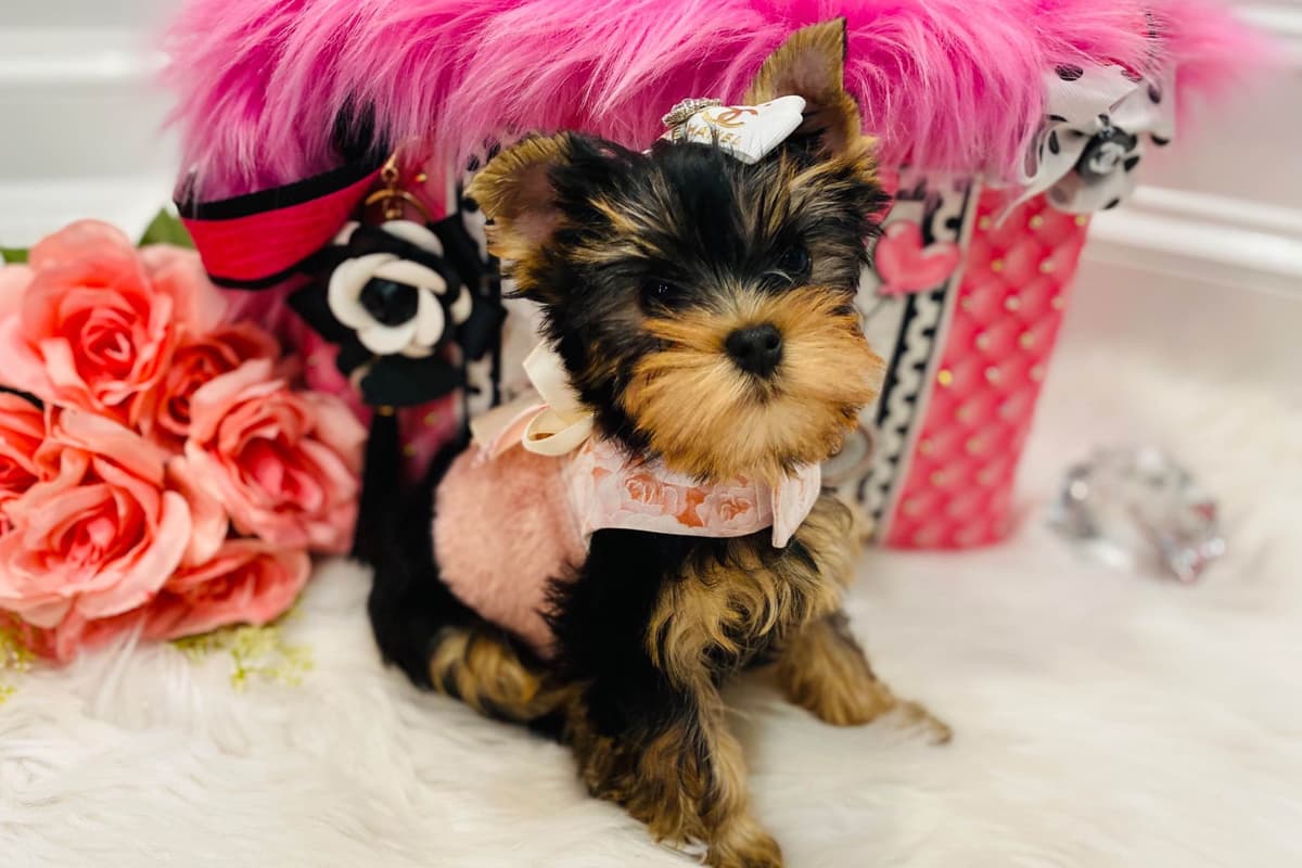 ✨Coming Soon ✨ breeder image 42