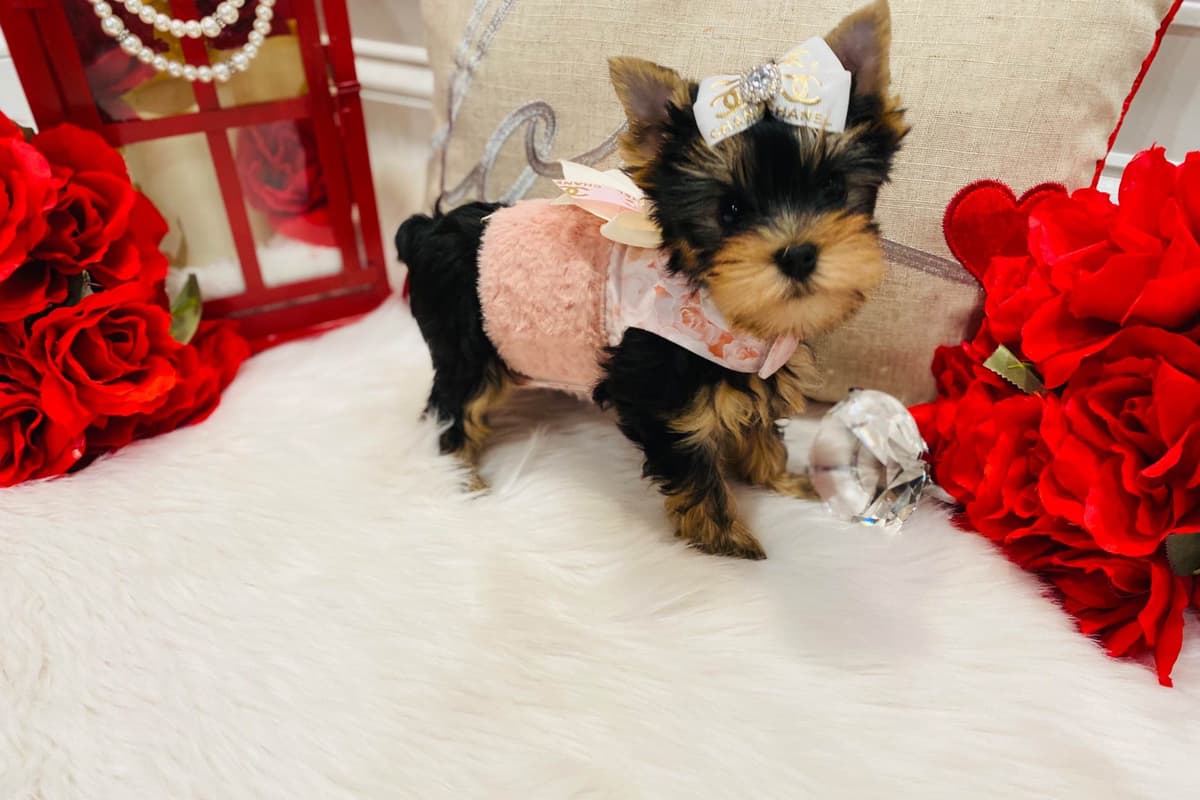 ✨Coming Soon ✨ breeder image 45
